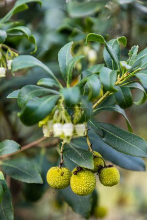 Photo for Arbutus tree loaded with fruits in the park of the Casa de Campo in Madrid - Royalty Free Image