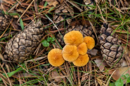 Photo for Wild mushrooms growing in the meadows of the Lozoya valley in the Sierra de Guadarrama in Madrid, Spain - Royalty Free Image