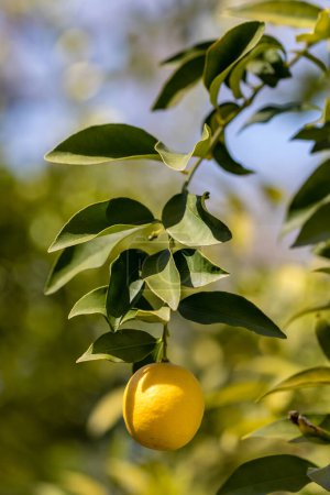 Photo for Limequats fruits and foliage on citrus trees in garden - Royalty Free Image