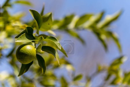 Photo for Limequats fruits and foliage on citrus trees in garden - Royalty Free Image