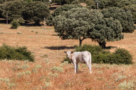 Photo for Cows in the fields of Salamanca, Spain - Royalty Free Image
