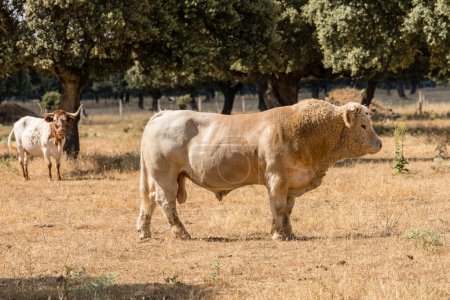 Photo for Cows in the fields of Salamanca, Spain - Royalty Free Image