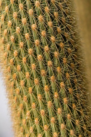 Téléchargez les photos : Plantes de cactus cultivées dans un jardin - en image libre de droit