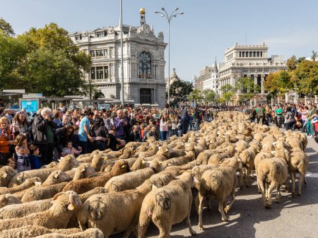Foto de La tradicional fiesta Trashumancia que se celebra en las calles de Madrid - Imagen libre de derechos