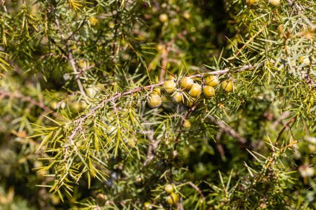 Photo for Unripe juniper fruits in the mountains of madrid - Royalty Free Image