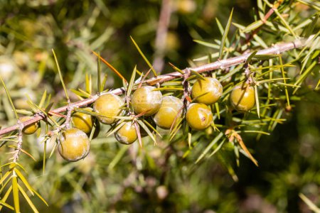 Photo for Unripe juniper fruits in the mountains of madrid - Royalty Free Image