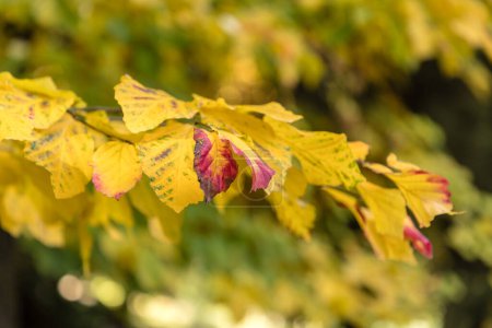 Photo for Parrotia persica tree detail with leaves in Autumn - Royalty Free Image