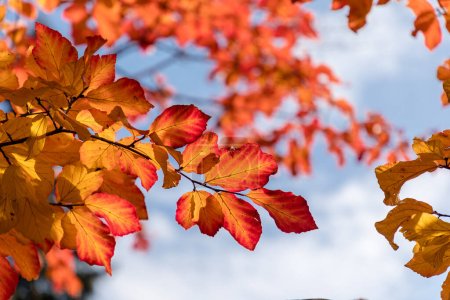 Photo for Parrotia persica tree detail with leaves in Autumn - Royalty Free Image