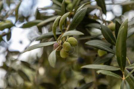 Photo for Close up photo of hands holding arbequina olives in olive farm with natural green background - Royalty Free Image
