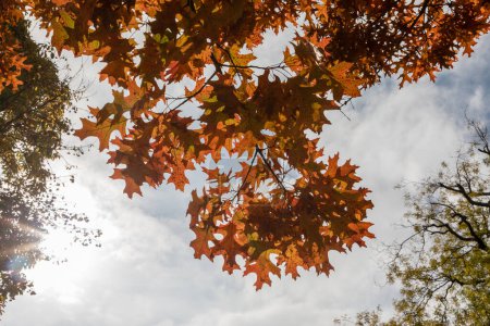 Photo for Shumard Oak leafs, Quercus Shumardii - Royalty Free Image