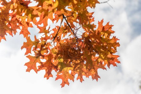 Photo for Shumard Oak leafs, Quercus Shumardii - Royalty Free Image