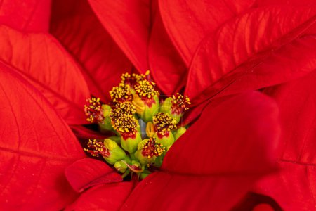 Foto de Flor de Pascua o Poinsettia aislada en blanco. Planta pulcherrima de euforbia roja. - Imagen libre de derechos