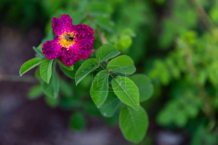 Foto de Rosa complicata flor cultivada en un jardín - Imagen libre de derechos