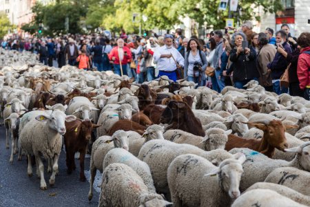 Téléchargez les photos : Le festival traditionnel Trashumancia tenu dans les rues de Madrid - en image libre de droit