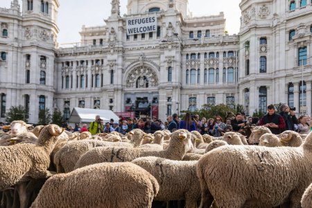 Foto de La tradicional fiesta Trashumancia que se celebra en las calles de Madrid - Imagen libre de derechos