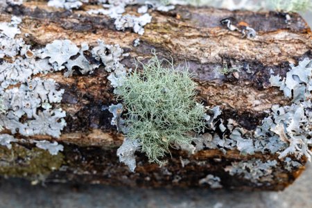 Photo for Common blue lichen. blue lichen on a oak branch in the forest. - Royalty Free Image