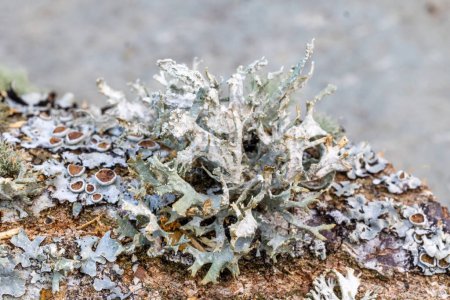 Photo for Common blue lichen. blue lichen on a oak branch in the forest. - Royalty Free Image