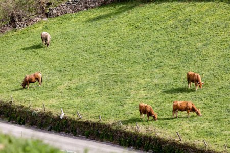 Kühe weiden auf einer Weide im Tal von Lietariegos in Asturien, Spanien
