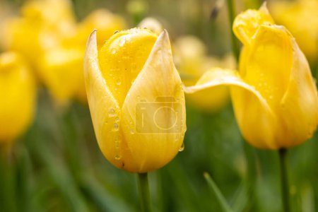 Photo for Tulip Yellow Flight cultivated in a garden in Madrid - Royalty Free Image
