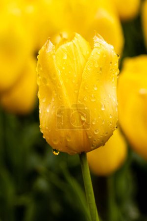 Tulip Yellow Flight cultivated in a garden in Madrid