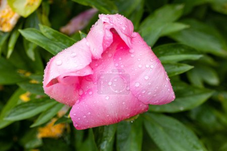 Téléchargez les photos : Paeonia fleur cultivée dans un jardin à Madrid - en image libre de droit