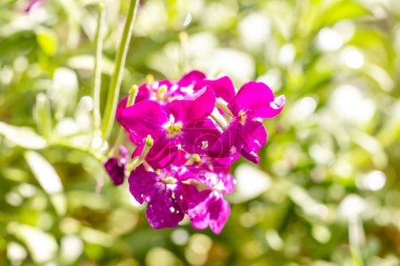 Photo for Erysimum flower also called wallflower flower grown in a garden in Madrid - Royalty Free Image
