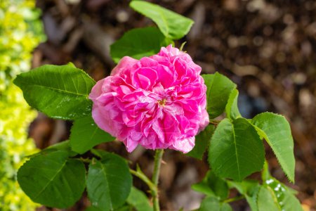 Téléchargez les photos : Rose Mme John Laing fleur cultivée dans un jardin à Madrid - en image libre de droit