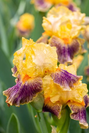 Foto de Iris Delirium flor cultivada en un jardín - Imagen libre de derechos