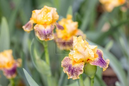 Foto de Iris Delirium flor cultivada en un jardín - Imagen libre de derechos