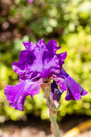 Téléchargez les photos : Iris Rosalie Figge fleur cultivée dans un jardin - en image libre de droit