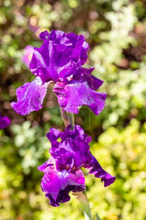 Téléchargez les photos : Iris Rosalie Figge fleur cultivée dans un jardin - en image libre de droit