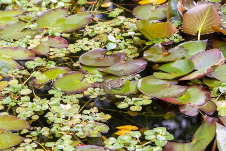 Photo for Frog in a pond perched on the leaves of a water lily - Royalty Free Image