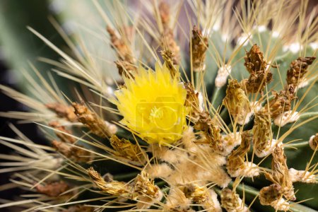Foto de Cactus Ferocactus echidne flor en un jardín - Imagen libre de derechos