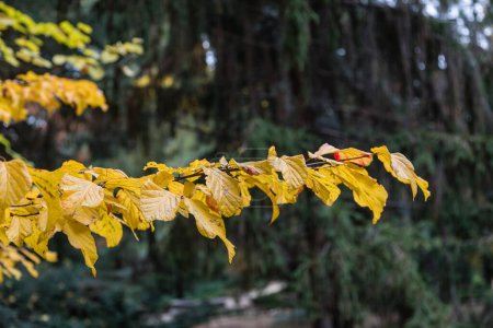 Foto de Detalle del árbol de Parrotia persica con hojas en otoño - Imagen libre de derechos