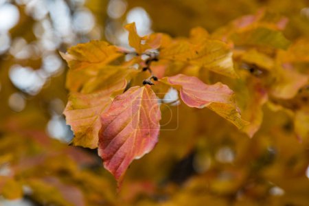 Foto de Detalle del árbol de Parrotia persica con hojas en otoño - Imagen libre de derechos
