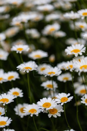 Photo for Leucanthemum pallens in a garden - Royalty Free Image