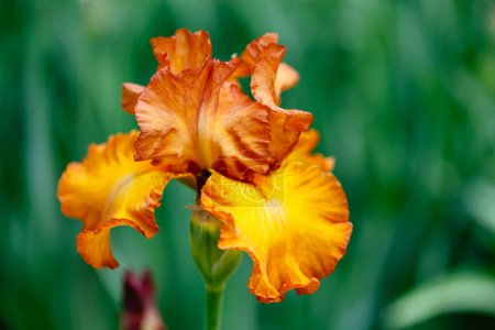 Téléchargez les photos : Iris Instant Smiles fleur cultivée dans un jardin - en image libre de droit