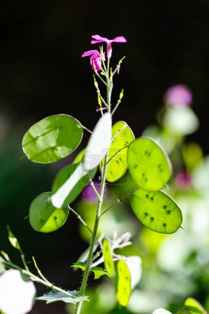 Téléchargez les photos : Myosotis alpestris - plante sauvage. Floraison des plantes en été. - en image libre de droit