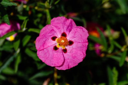 Photo for Lilac laden plant in nature Cistus creticus - Royalty Free Image
