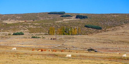 Photo for Cows in the vicinity Area of the The Great Lagoon and The Circus of Gredos in Avila. - Royalty Free Image