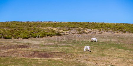 Photo for Cows in the vicinity Area of the The Great Lagoon and The Circus of Gredos in Avila. - Royalty Free Image