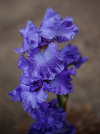 Téléchargez les photos : Belle fleur d'iris sur un fond naturel vert flou dans un jardin à Madrid, Espagne - en image libre de droit