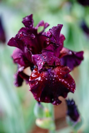 Téléchargez les photos : Belle fleur d'iris sur un fond naturel vert flou dans un jardin à Madrid, Espagne - en image libre de droit