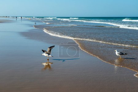 Photo for Seagulls on the La Barrosa beach in Sancti Petri, in the town of Chiclana de la Frontera in Cadiz, seen at sunrise - Royalty Free Image