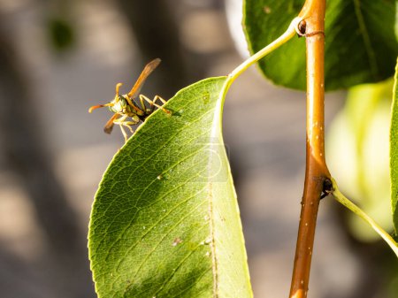 Photo for Wasp resting on the branches and leaves of a pear tree in a field in Salamanca, Spain - Royalty Free Image