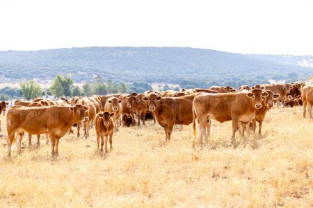 Téléchargez les photos : Vaches dans les champs de Salamanque, Espagne - en image libre de droit