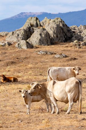 Téléchargez les photos : Vaches dans les champs de Salamanque, Espagne - en image libre de droit