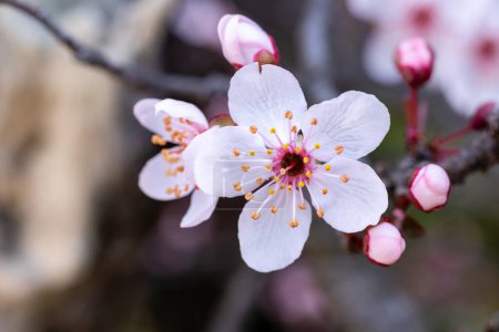 Fleurs de pruniers de jardin de la variété Prunus Cerasifera