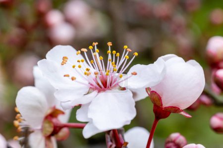 Fleurs de pruniers de jardin de la variété Prunus Cerasifera
