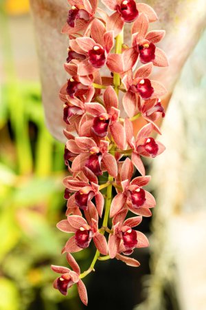 orchid stem full of flowers hanging from the pot in a tropical garden